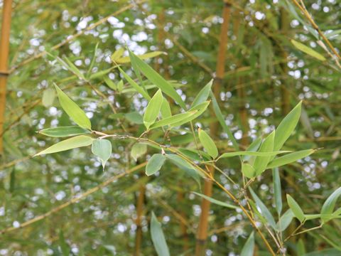 Phyllostachys praecox f. viridisulcata