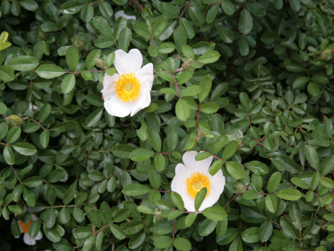 Rosa bracteata