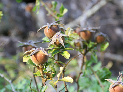 Rosa bracteata