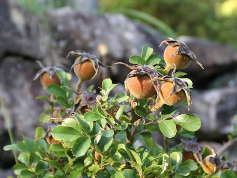 Rosa bracteata