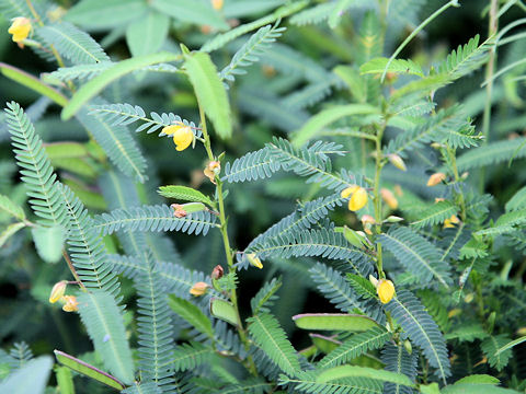 Cassia minosoides ssp. nomame