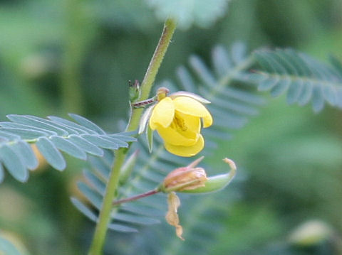 Cassia minosoides ssp. nomame