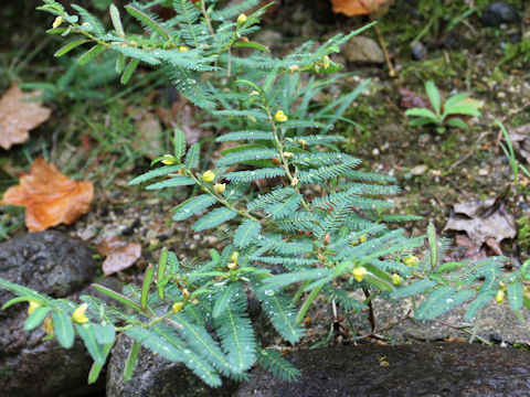 Cassia minosoides ssp. nomame