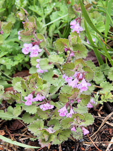 Glechoma hederacea ssp. grandis