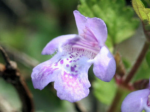 Glechoma hederacea ssp. grandis