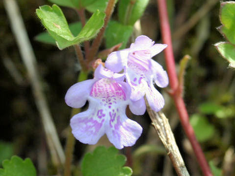 Glechoma hederacea ssp. grandis