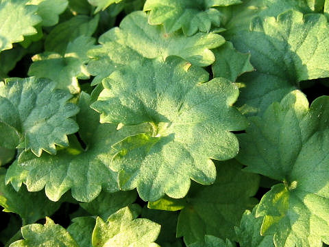 Glechoma hederacea ssp. grandis