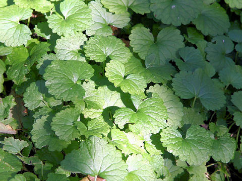 Glechoma hederacea ssp. grandis