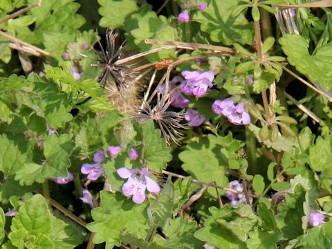 Glechoma hederacea ssp. grandis