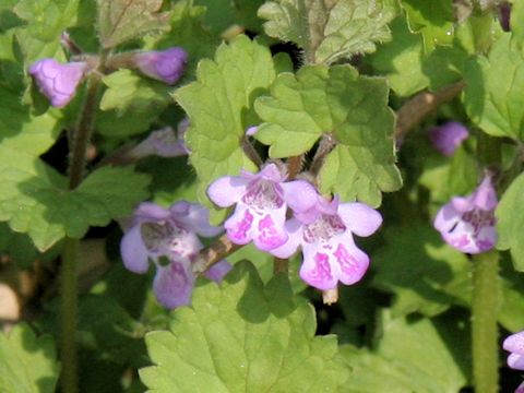 Glechoma hederacea ssp. grandis