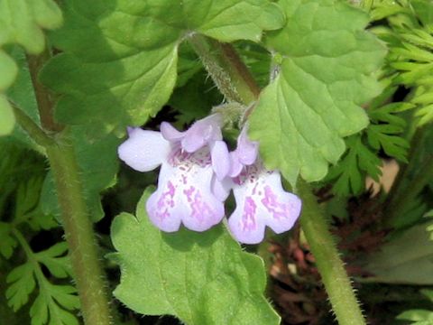 Glechoma hederacea ssp. grandis