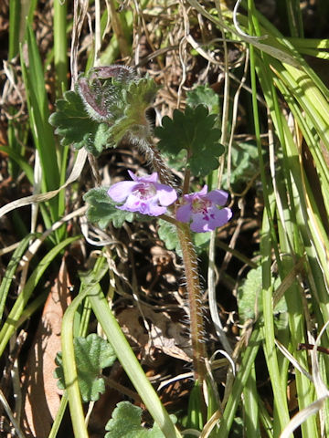 Glechoma hederacea ssp. grandis