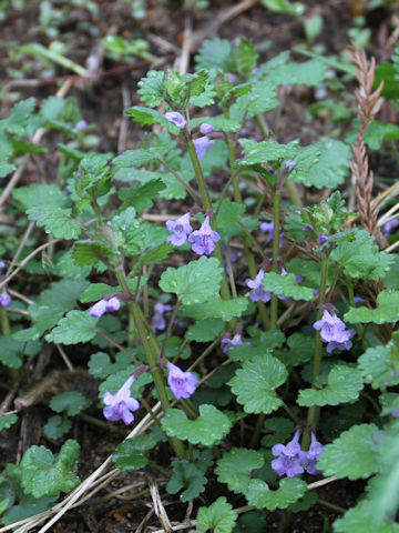 Glechoma hederacea ssp. grandis