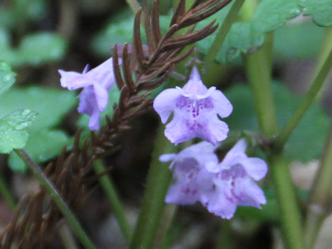 Glechoma hederacea ssp. grandis