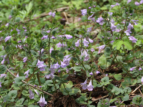 Glechoma hederacea ssp. grandis