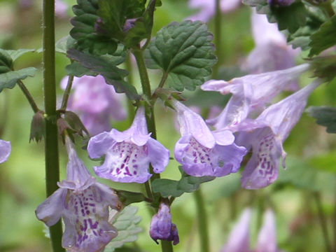 Glechoma hederacea ssp. grandis