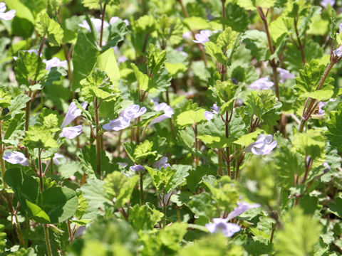 Glechoma hederacea ssp. grandis