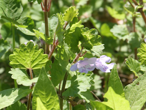 Glechoma hederacea ssp. grandis