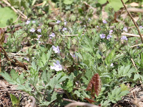 Glechoma hederacea ssp. grandis