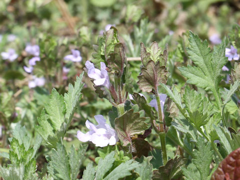 Glechoma hederacea ssp. grandis