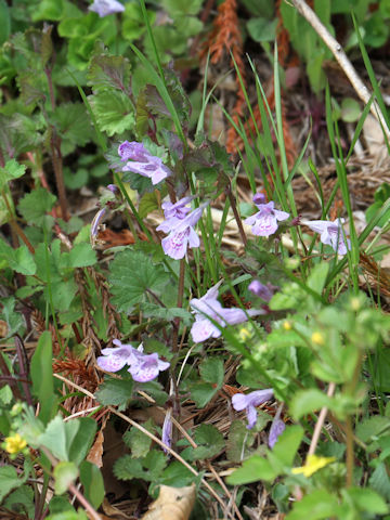 Glechoma hederacea ssp. grandis