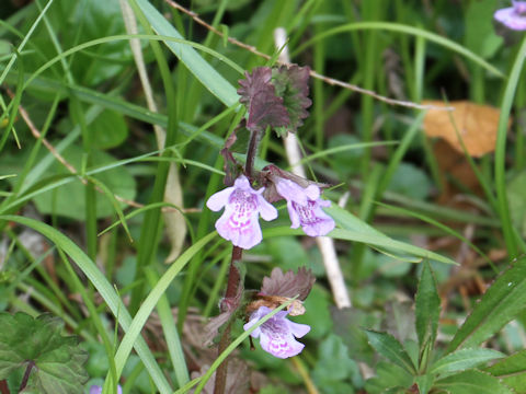 Glechoma hederacea ssp. grandis