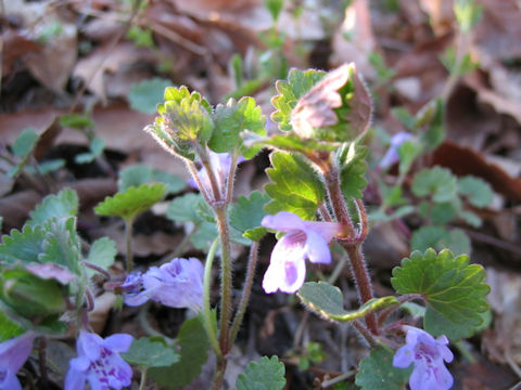 Glechoma hederacea ssp. grandis