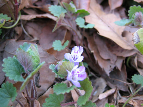 Glechoma hederacea ssp. grandis