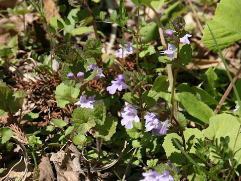 Glechoma hederacea ssp. grandis