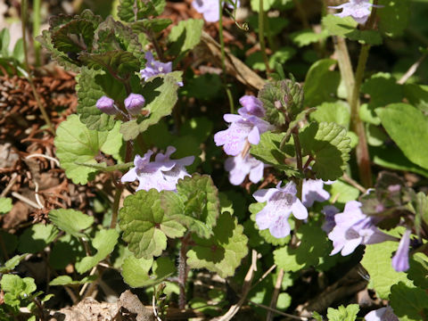 Glechoma hederacea ssp. grandis