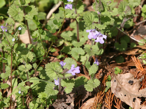 Glechoma hederacea ssp. grandis