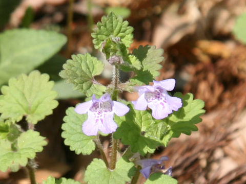Glechoma hederacea ssp. grandis