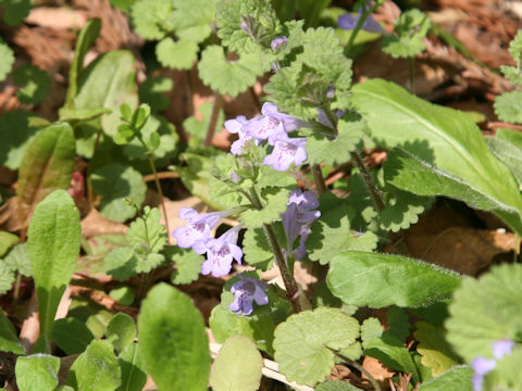 Glechoma hederacea ssp. grandis
