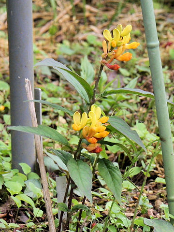 Polygala reinii