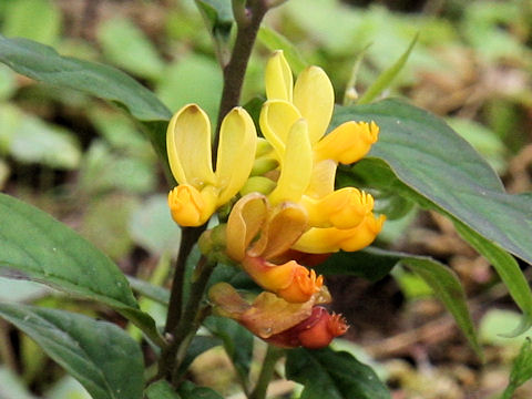 Polygala reinii