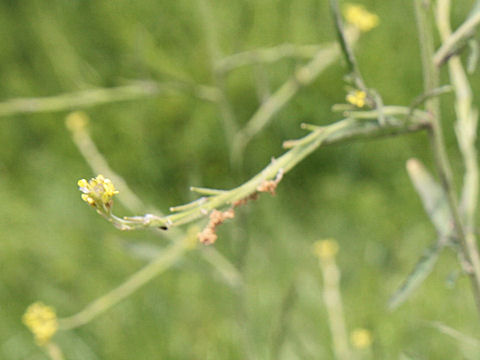 Sisymbrium officinale