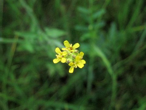 Sisymbrium officinale