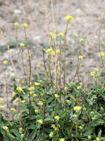 Sisymbrium officinale