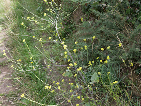 Sisymbrium officinale