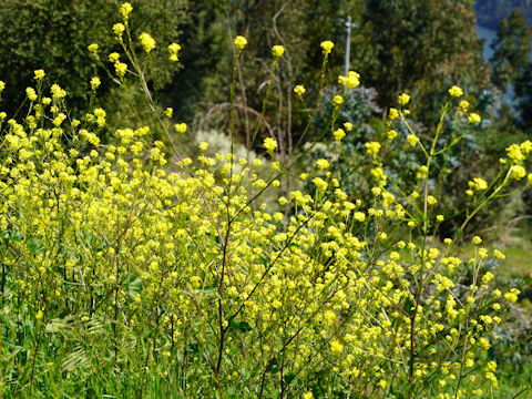 Sisymbrium officinale