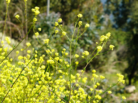 Sisymbrium officinale