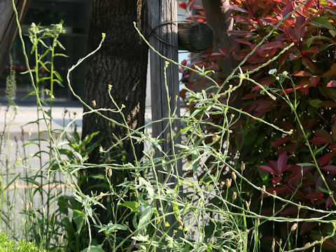 Sisymbrium officinale