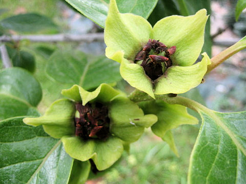 Diospyros kaki