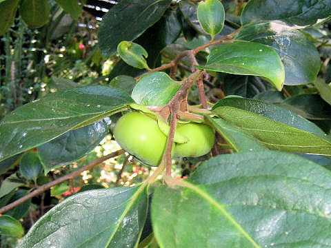 Diospyros kaki