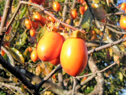 Diospyros kaki