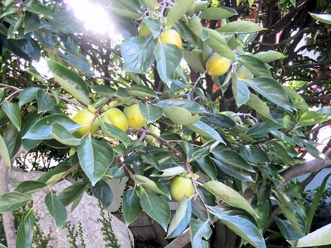 Diospyros kaki