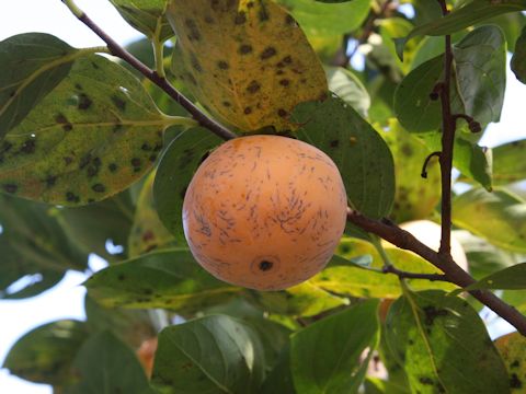 Diospyros kaki cv. Aizu-mishirazu