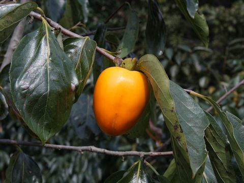 Diospyros kaki cv. Gionbou