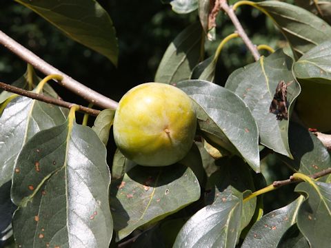 Diospyros kaki cv. Miyazaki-tanenashi