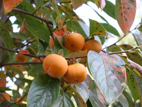 Diospyros kaki cv. Yamagata-benigaki